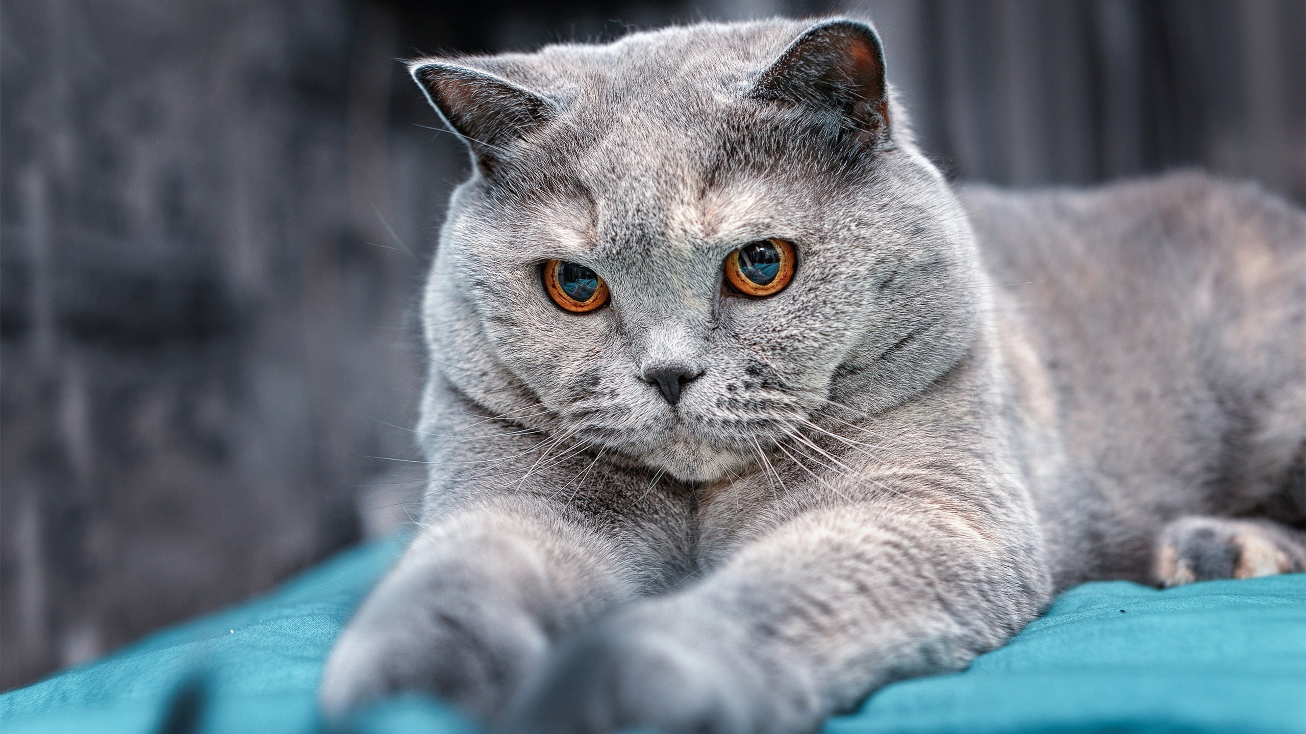 体育产业资本投入分析报告,体育产业资本市场